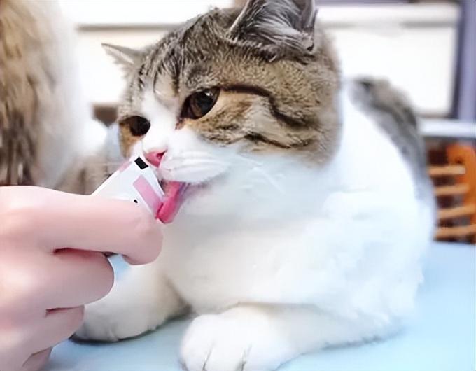 给猫咪剪指甲的注意事项,别剪到猫咪的血线,不然猫咪会“恨”你!(图7)