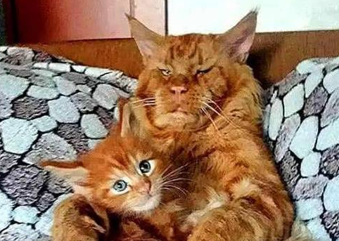 橘猫老来得子,父子长相大相径庭,网友:没有怀疑过隔壁老王吗?(图2)