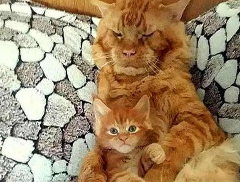 橘猫老来得子,父子长相大相径庭,网友:没有怀疑过隔壁老王吗?(图1)