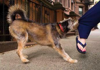 狗狗老是追着人咬裤脚怎么办?作为一个合格的铲屎官,要纠正狗狗的行为(图1)