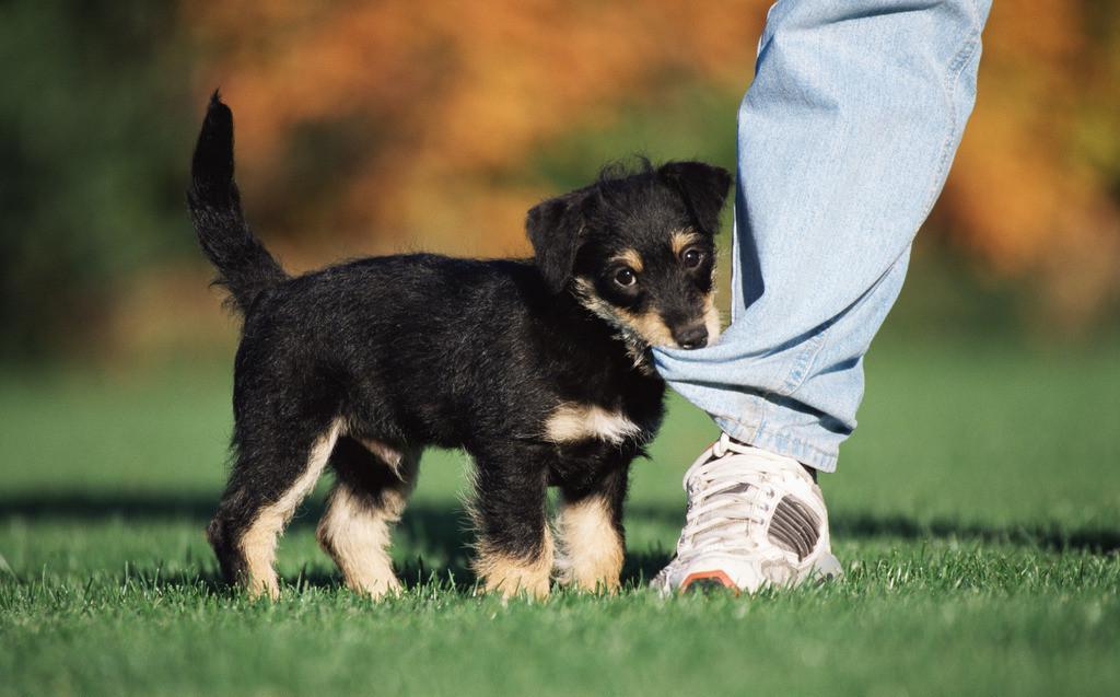 狗狗老是追着人咬裤脚怎么办?作为一个合格的铲屎官,要纠正狗狗的行为(图2)