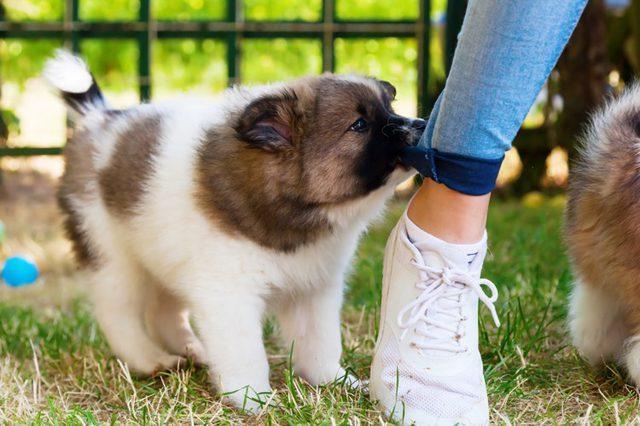 狗狗老是追着人咬裤脚怎么办?作为一个合格的铲屎官,要纠正狗狗的行为(图3)