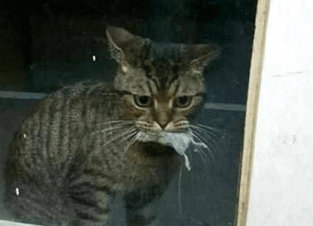 猫咪叼这东西送给恩人,恩人却将它拒之门外,结果猫咪当场落泪了(图2)