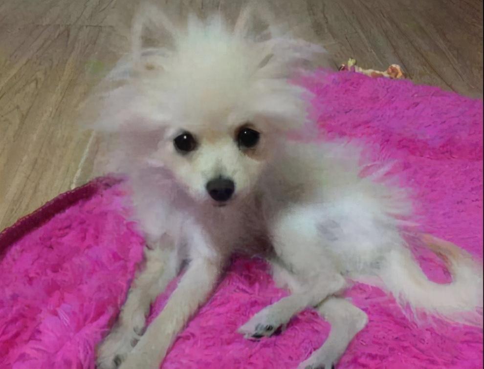 狗狗为什么会一直不长个呢?可能是因为主人没有给它补对营养!(图2)