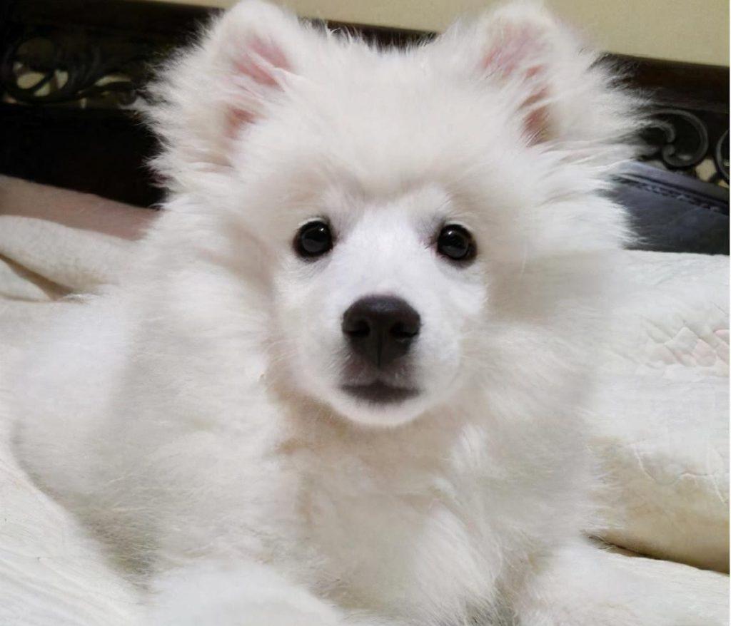 狗狗为什么会一直不长个呢?可能是因为主人没有给它补对营养!(图4)