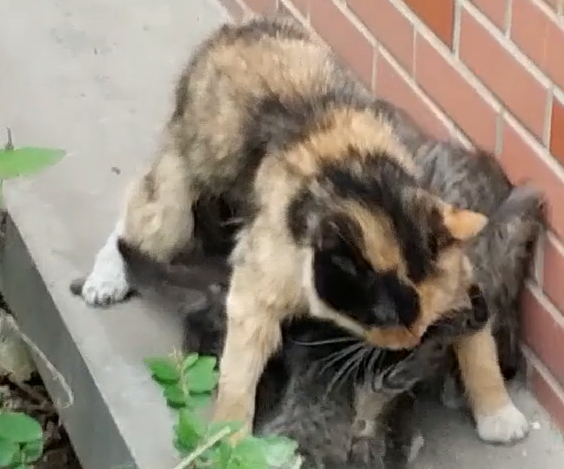 流浪猫护崽心切,对网友蓄势待发(图1)