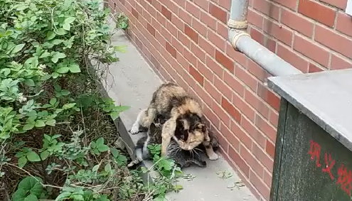 流浪猫护崽心切,对网友蓄势待发(图2)
