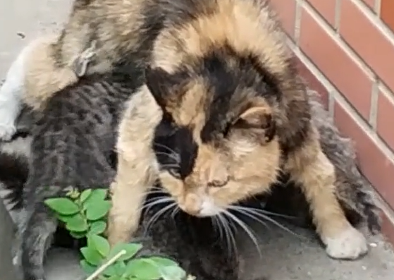 流浪猫护崽心切,对网友蓄势待发(图3)