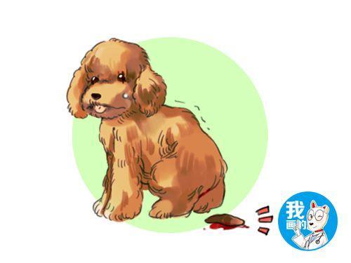狗狗便血怎么办?鉴别狗狗便血的3大类型,找出便血的原因是关键(图1)