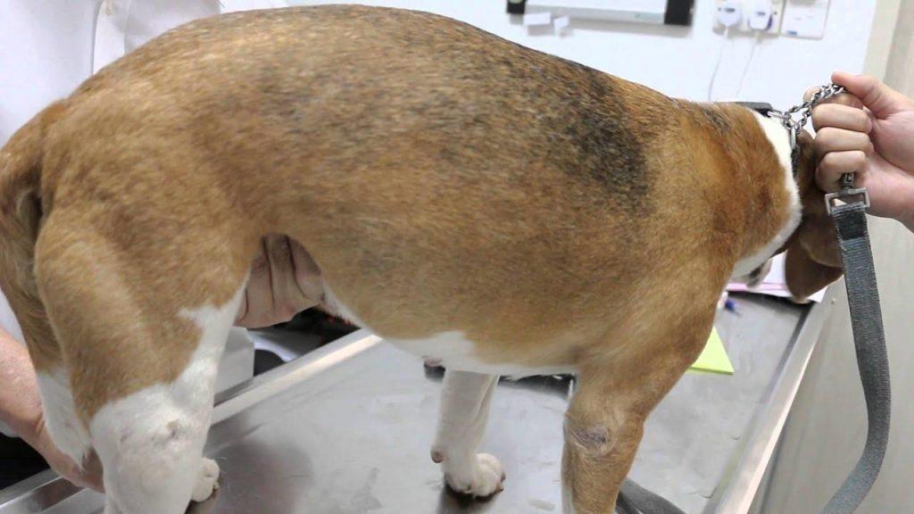 什么是犬前列腺炎?狗狗患前列腺炎会有什么症状?(图3)