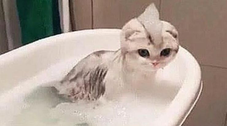 给猫咪洗澡,中途出去拿了条毛巾,回来一看猫咪的新造型笑到岔气(图4)