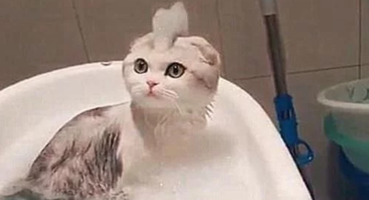 给猫咪洗澡,中途出去拿了条毛巾,回来一看猫咪的新造型笑到岔气(图2)