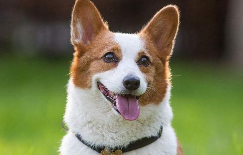 狗狗怎样驱虫,才能更好的保护狗狗及保护自己和家人的健康?(图1)