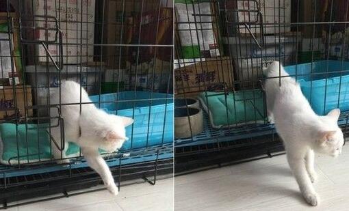 小猫咪轻松越狱 关着门也能从笼子缝隙中走出来(图1)