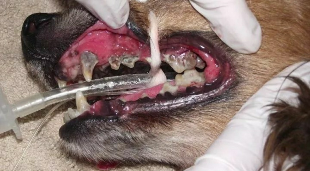 什么是狗狗的口炎?引起狗狗口炎的原因是什么呢?(图1)