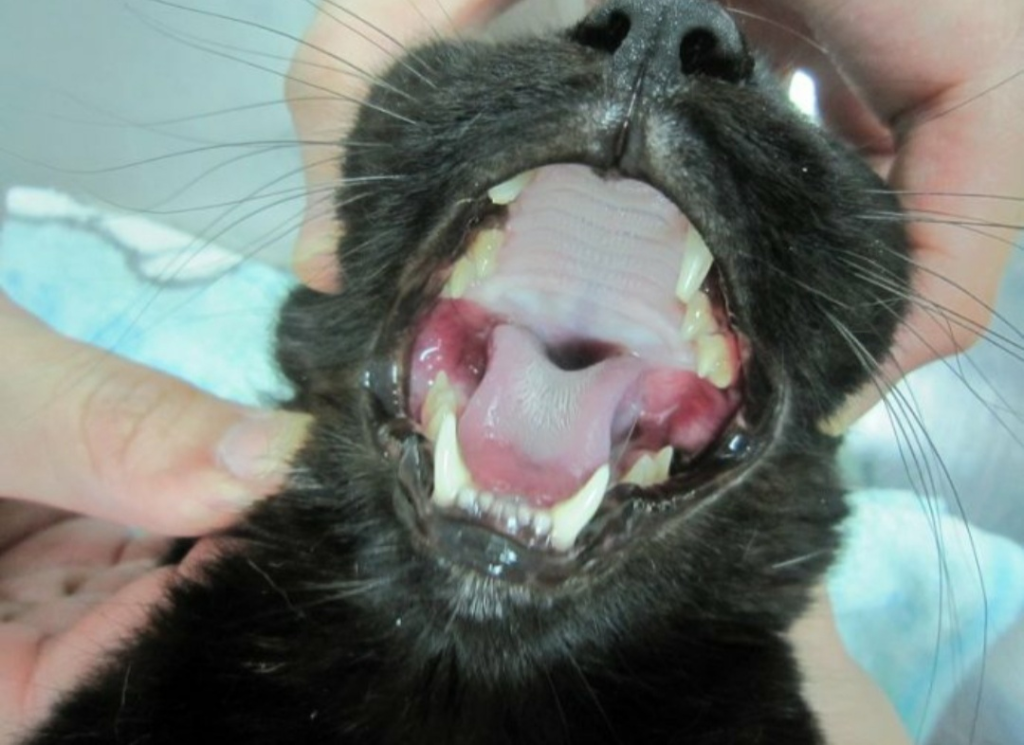 什么是狗狗的口炎?引起狗狗口炎的原因是什么呢?(图3)