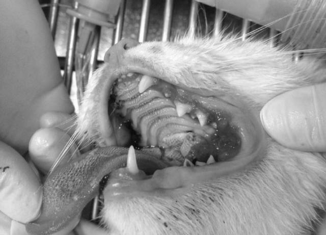 什么是狗狗的口炎?引起狗狗口炎的原因是什么呢?(图4)