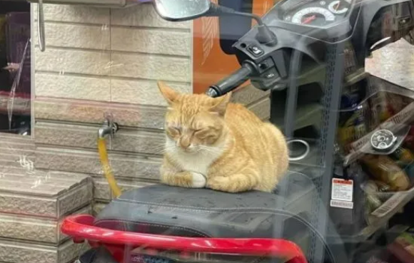 经常投喂的橘猫突然失踪,原来被收养了~(图1)