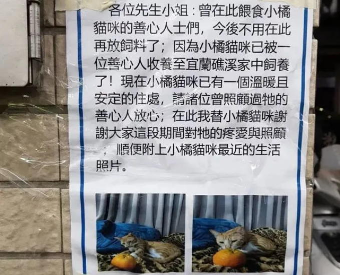 经常投喂的橘猫突然失踪,原来被收养了~(图2)