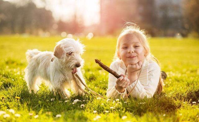 为什么狗狗不长个子?可能是这5个原因导致的,宠主要重视(图1)