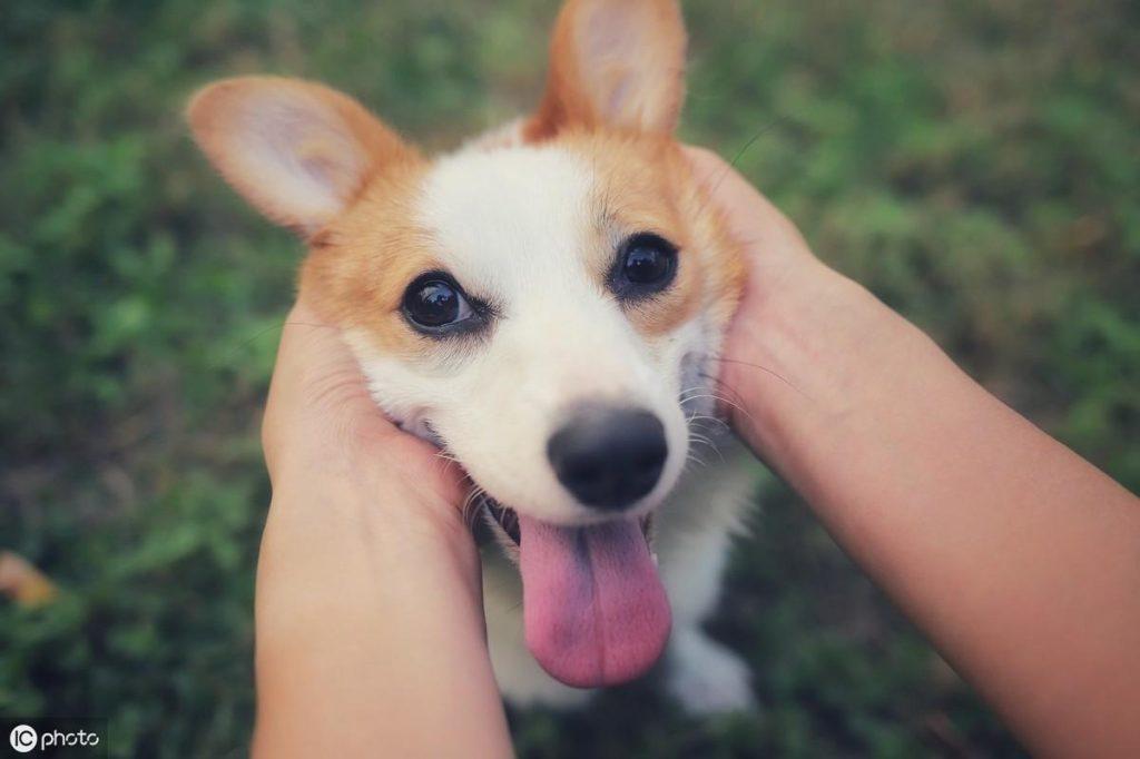 为什么狗狗不长个子?可能是这5个原因导致的,宠主要重视(图2)