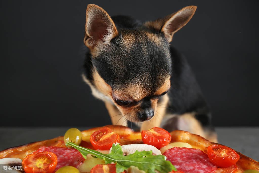 为什么狗狗不长个子?可能是这5个原因导致的,宠主要重视(图4)