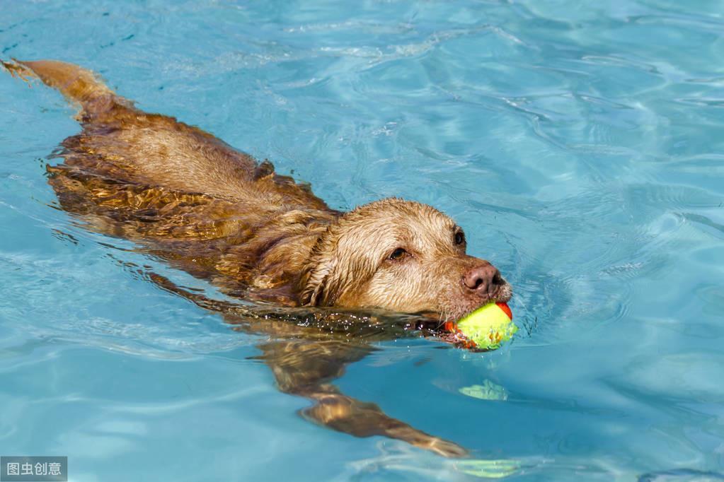 为什么狗狗不长个子?可能是这5个原因导致的,宠主要重视(图5)