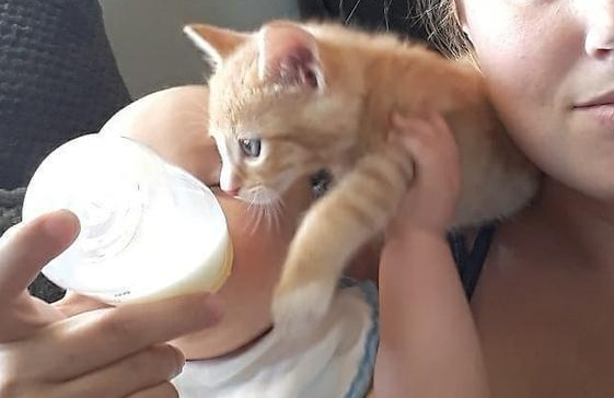 女子正在给孩子喂奶,突然感觉脖子痒,一看猫也想吃奶(图1)