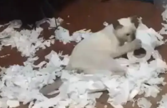 买了一只猫,养段时间后,这确定不是二哈?(图1)