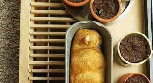 这只大橘猫屁股亮了!超像钛合金直通排气孔,又像坐在火箭炮上!(图1)