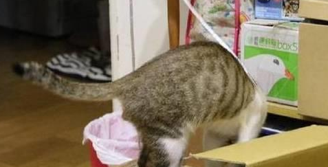 这只大橘猫屁股亮了!超像钛合金直通排气孔,又像坐在火箭炮上!(图2)