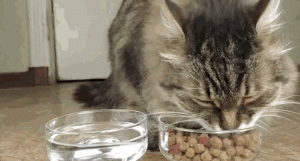 饲养猫咪6大误区,看看你中了几条呢?(图1)