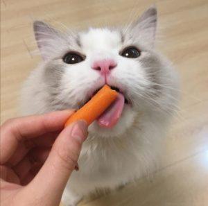 饲养猫咪6大误区,看看你中了几条呢?(图5)