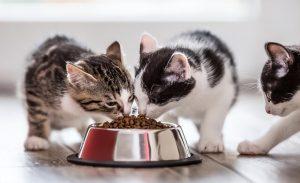 饲养猫咪6大误区,看看你中了几条呢?(图7)