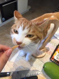 饲养猫咪6大误区,看看你中了几条呢?(图6)