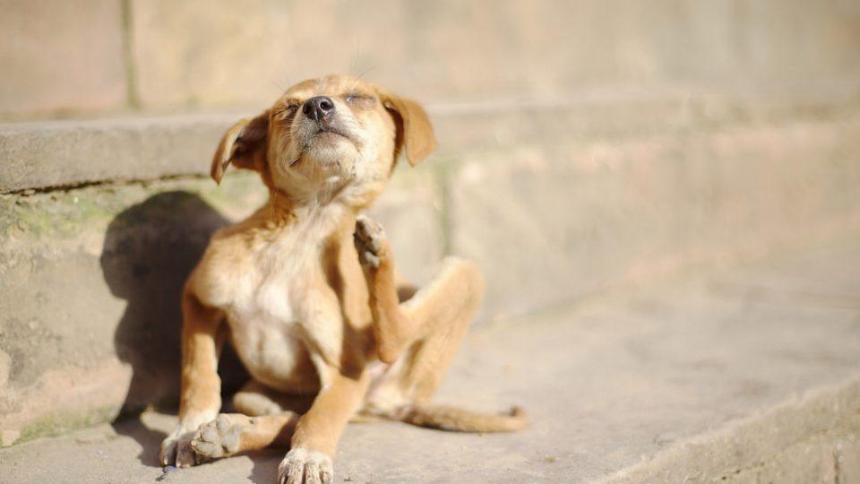 为什么狗狗会发痒?如何选择合适的止痒药?(图2)