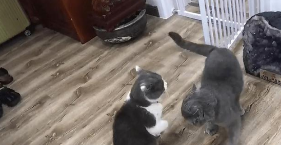 猫咪相爱相杀后,竟趴地“秀恩爱”(图4)