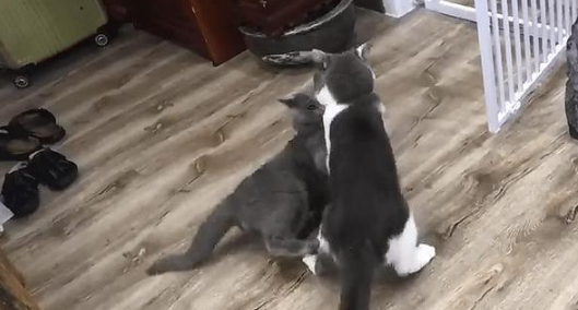 猫咪相爱相杀后,竟趴地“秀恩爱”(图1)