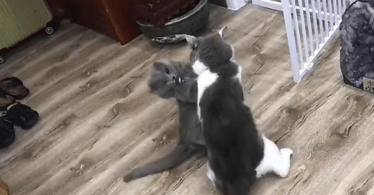 猫咪相爱相杀后,竟趴地“秀恩爱”(图2)