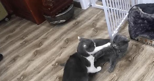 猫咪相爱相杀后,竟趴地“秀恩爱”(图3)