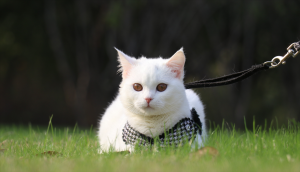 英短只有多少种毛色?不是只有蓝色(图3)