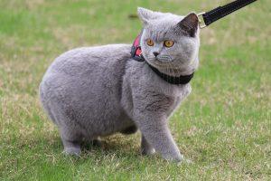 英短只有多少种毛色?不是只有蓝色(图2)