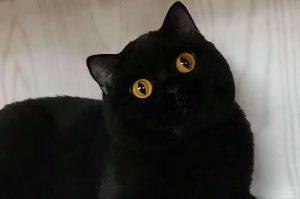 英短只有多少种毛色?不是只有蓝色(图4)