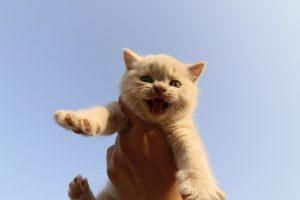 英短只有多少种毛色?不是只有蓝色(图5)