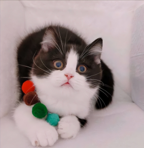 英短只有多少种毛色?不是只有蓝色(图6)