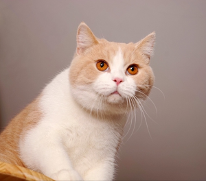 英短只有多少种毛色?不是只有蓝色(图8)