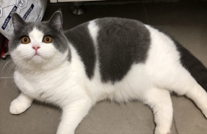 英短只有多少种毛色?不是只有蓝色(图7)