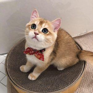 英短只有多少种毛色?不是只有蓝色(图9)