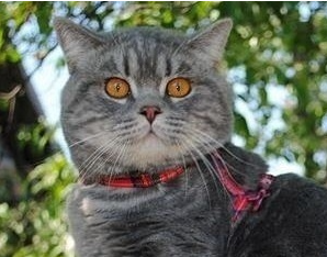 英短只有多少种毛色?不是只有蓝色(图11)