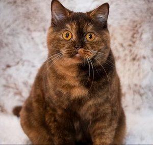 英短只有多少种毛色?不是只有蓝色(图13)